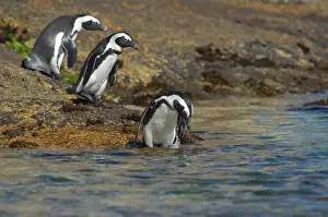 Simons: African Penguin