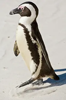 Jackass: African Penguin, formerly known as Jackass