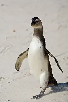 Jackass: African Penguin, formerly known as Jackass