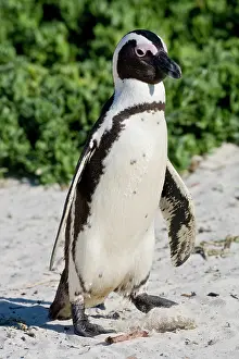 Jackass: African Penguin, formerly known as Jackass