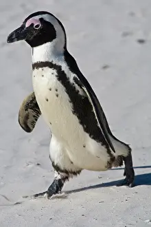 Jackass: African Penguin, formerly known as Jackass