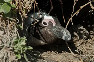 Boulders: African Penguin - nesting in hole in rookery - Boulders