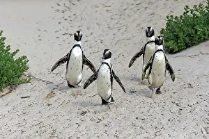 Simons: African penguin (Spheniscus demersus), adult, group