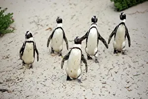 Simons: African penguin (Spheniscus demersus), adult, group