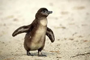Simons: African penguin (Spheniscus demersus), young animal