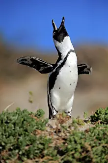Boulders: African penguin (Spheniscus demersus), adult, calling