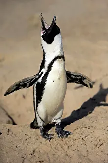 Boulders: African penguin (Spheniscus demersus), adult, calling