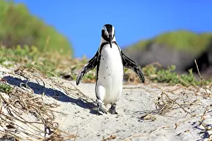 Boulders: African penguin (Spheniscus demersus), adult, walking