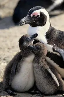 Boulders: African penguin (Spheniscus demersus), adult, juvenile