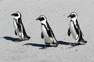 Boulders: African penguin (Spheniscus demersus), adult, group