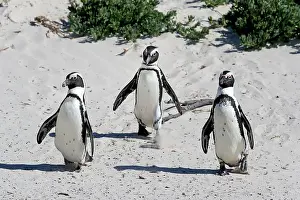 Boulders: African penguin (Spheniscus demersus), adult, group