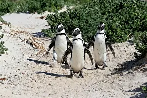 Boulders: African penguin (Spheniscus demersus), adult, group