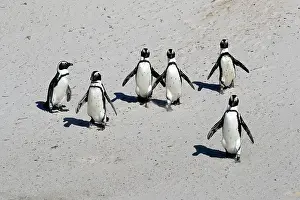 Boulders: African penguin (Spheniscus demersus), adult, group