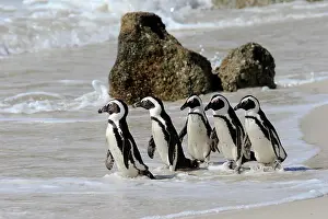 Boulders: African penguin (Spheniscus demersus), adult, group