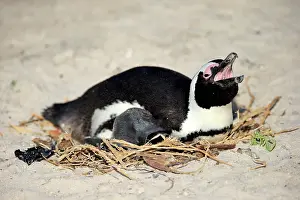 Sound: African penguin (Spheniscus demersus), adult, breeding