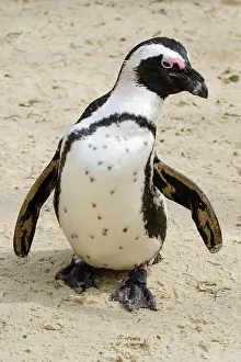 Demersus: African penguin (Spheniscus demersus), Captive, North Rhine-