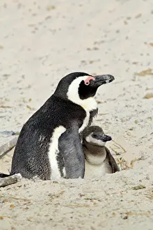 Simons: African penguin (Spheniscus demersus), adult, with