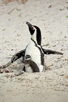 Simons: African penguin (Spheniscus demersus), adult, with