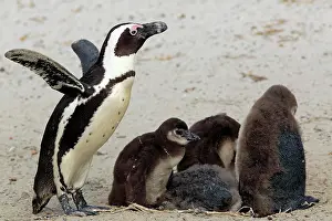 Simons: African penguin (Spheniscus demersus), adult, with