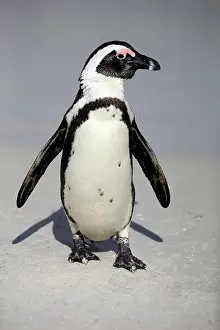 Boulders: African penguin (Spheniscus demersus), adult, on