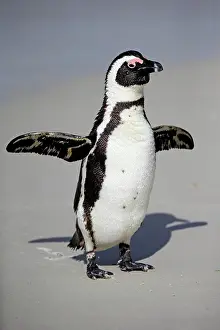 Boulders: African penguin (Spheniscus demersus), adult, on