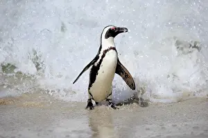 Boulders: African penguin (Spheniscus demersus), adult, on