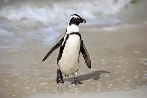 Boulders: African penguin (Spheniscus demersus), adult, on