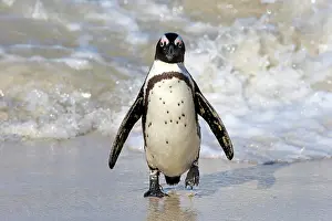 Boulders: African penguin (Spheniscus demersus), adult, on