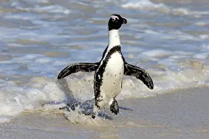Boulders: African penguin (Spheniscus demersus), adult, on