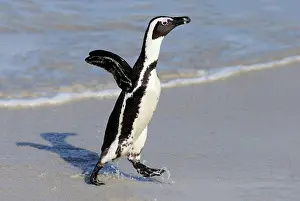 Boulders: African penguin (Spheniscus demersus), adult, on
