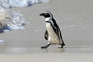 Boulders: African penguin (Spheniscus demersus), adult, on