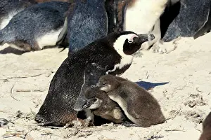 Boulders: African penguin (Spheniscus demersus), adult, two