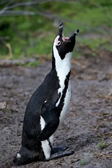 Demersus: African penguin (Spheniscus demersus), adult, on