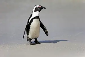 Boulders: African penguin (Spheniscus demersus), adult, on