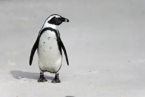 Boulders: African penguin (Spheniscus demersus), adult, on
