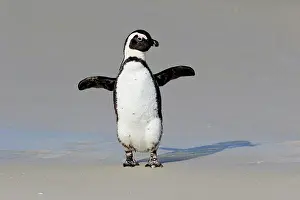 Boulders: African penguin (Spheniscus demersus), adult, on