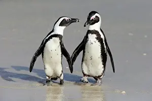 Boulders: African penguin (Spheniscus demersus), adult, pair