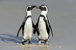 Boulders: African penguin (Spheniscus demersus), adult, pair