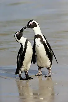 Boulders: African penguin (Spheniscus demersus), adult, pair