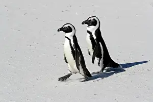 Boulders: African penguin (Spheniscus demersus), adult, pair