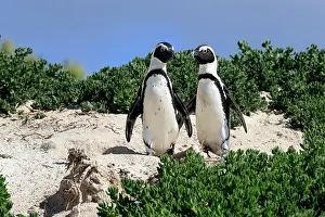Boulders: African penguin (Spheniscus demersus), adult, pair