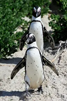 Boulders: African penguin (Spheniscus demersus), adult, pair