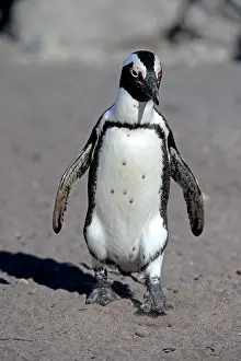 Demersus: African penguin (Spheniscus demersus), adult, runs