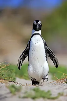 Boulders: African penguin (Spheniscus demersus), adult, runs