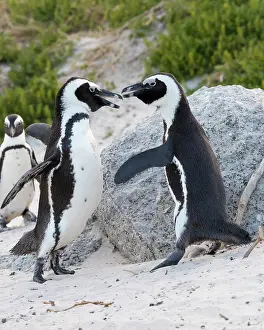 Confrontations: African Penguin (Spheniscus demersus), two adults