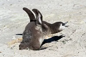 Boulders: African penguin (Spheniscus demersus), juvenile