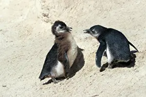 Boulders: African penguin (Spheniscus demersus), two juveniles