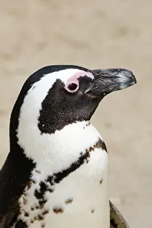 Demersus: African penguin (Spheniscus demersus), portrait