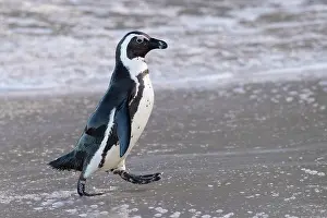 Jackass: African Penguin (Spheniscus demersus), side view