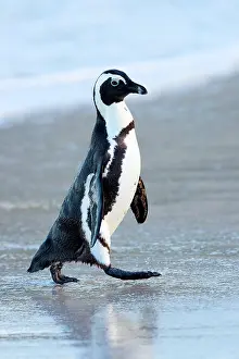 Jackass: African Penguin (Spheniscus demersus), side view
